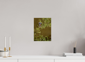 Watercolors, Anhinga