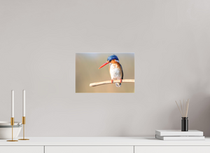 Dripping Wet, Malachite Kingfisher