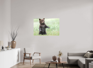 Balancing Act, Alaskan Coastal Brown Bear Cub