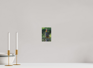 Welcoming the Dawn, Yellow-necked Spurfowl