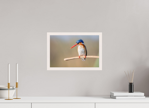 Dripping Wet, Malachite Kingfisher