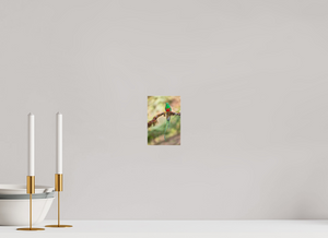 Eye Candy, Resplendent Quetzal