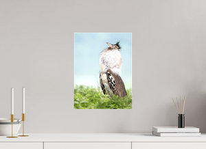 Spring Fancy, Kori Bustard