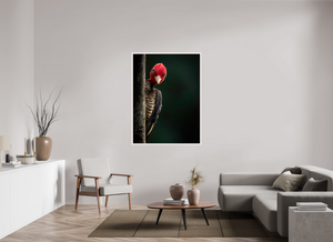 Dissatisfaction, Pale-billed Woodpecker