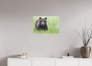 Teddy Bear Shower, Alaskan Brown Bear Cub
