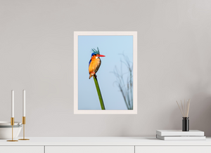 Mohawk, Malachite Kingfisher