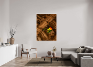 Color Balance, Sunbird