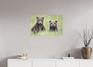 Curiosity, Alaskan Brown Bear Cub