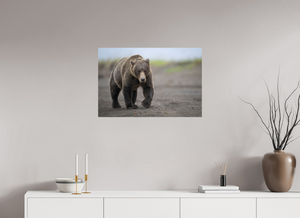 Intimidation, Alaskan Coastal Brown Bear