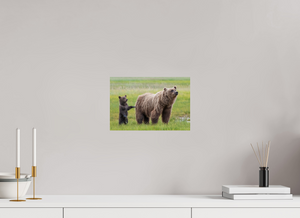 Maternal Instinct, Alaskan Coastal Brown Bear