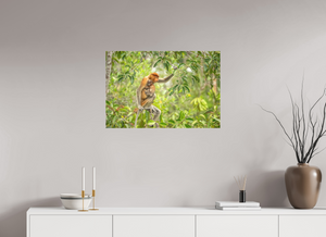 Treetop Lullaby, Proboscis Monkey