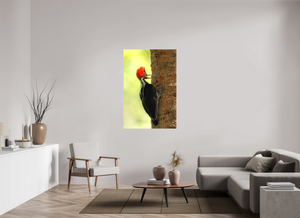 Exclamation, Pale-billed Woodpecker