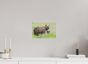 Limited Visibility, Alaskan Coastal Brown Bear