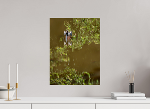 Watercolors, Anhinga