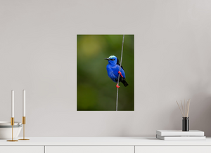 Scarlet Stockings, Red-legged Honeycreeper