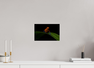 Warning Signs, Poison Dart Frog