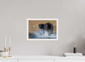 Tsunami, Elephant