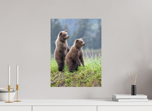Double Trouble, Alaskan Coastal Brown Bear Cubs