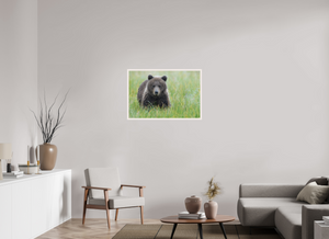 Teddy Bear Shower, Alaskan Brown Bear Cub