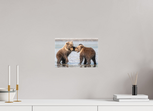 Conflict, Alaskan Coastal Brown Bear Cubs