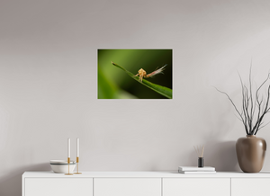 Plumes, Planthopper Nymph