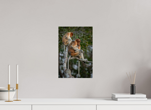 Hair Salon, Proboscis Monkeys