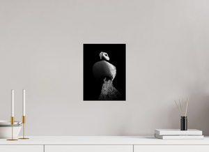 Shadow Play, Tufted Puffin