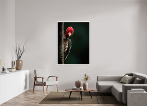 Dissatisfaction, Pale-billed Woodpecker