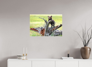 Branching Out, Alaskan Coastal Brown Bear Cub