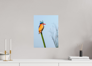Mohawk, Malachite Kingfisher