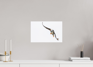 The Provider, Tufted Puffin