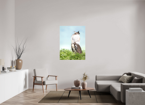 Spring Fancy, Kori Bustard