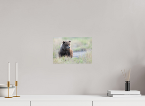 Wonder World, Alaskan Coastal Brown Bear Cub