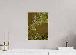 Watercolors, Anhinga