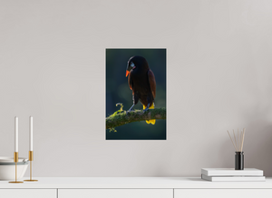 Master of Ceremonies, Montezuma Oropendola