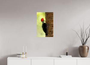 Exclamation, Pale-billed Woodpecker