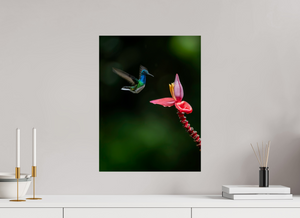 Beauty in Motion, White-Necked Jacobin