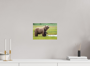 Standing Tall, Alaskan Coastal Brown Bear