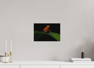 Warning Signs, Poison Dart Frog