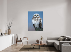 Intensity, Short-eared Owl