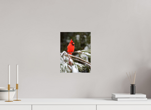 Scarlet Decor, Cardinal