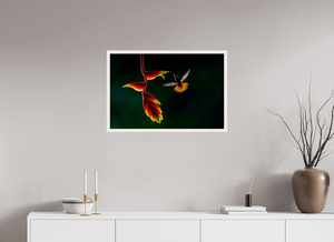 Inferno, Rufous-tailed Hummingbird
