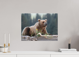 Bears and Blooms, Alaskan Coastal Brown Bear