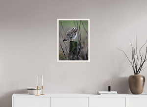 Butcher Block, Short Eared Owl