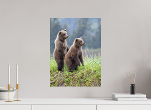 Double Trouble, Alaskan Coastal Brown Bear Cubs