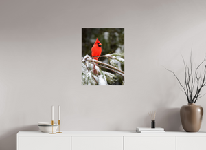 Scarlet Decor, Cardinal