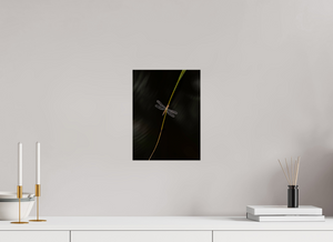 Potential Energy, Dragon Fly