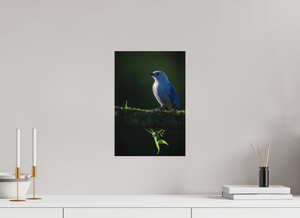 Illumination, Blue-gray Tanager