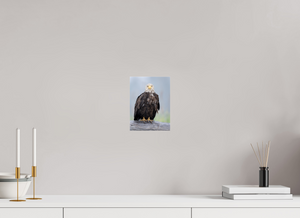 Bad Hair Day, Bald Eagle