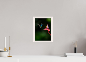 Beauty in Motion, White-Necked Jacobin